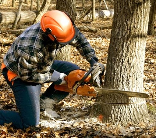 Tree Removal in Yorktown, AR